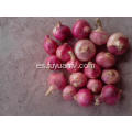 Wholesale cebolla roja fresca orgánica